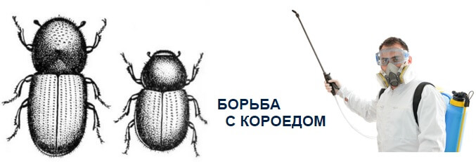 borba_s_koroedom.jpg