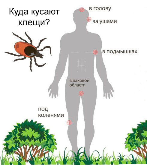 kuda-kusayut-klesshi.jpg
