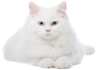 Покинуть помещение людям и животным